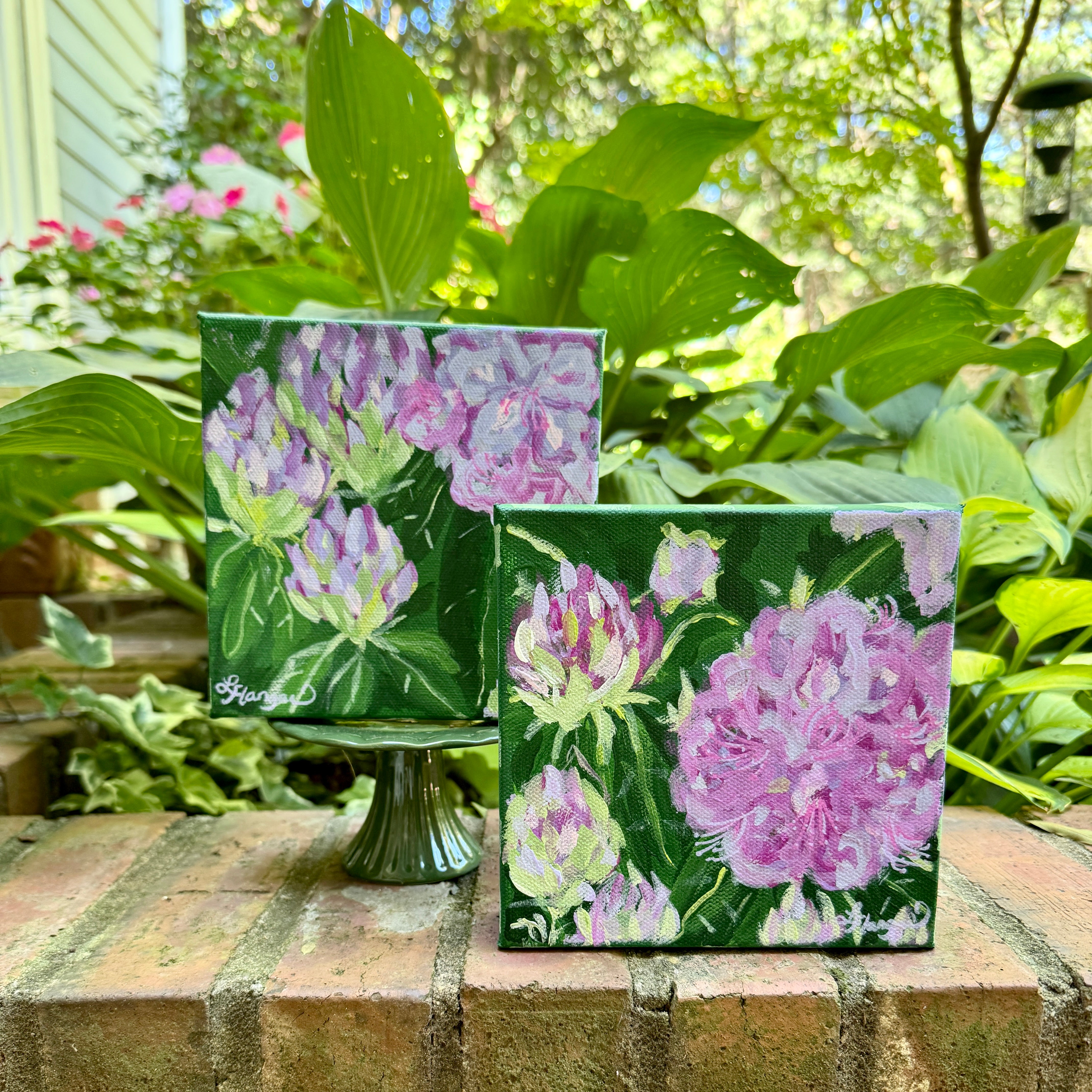 Mountain Rhododendron